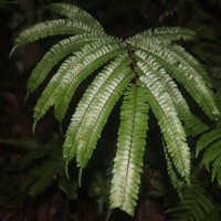 Adiantum pulverulentum L.